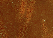 legatoria EcopelleMACULATA VenaturaLeggera, pvc18771 MARRON In foglio da 297x490mm, per rilegatura, legatoria, cartonaggio PVC18771a