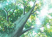 carta Carta personalizzata con soggetto -undergrowth- per stampanti laser & inkjet. Formato a4 (21x29,7 cm), 95gr x mq, personalizzata a tema DEC584x100