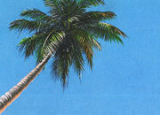 carta Carta personalizzata con soggetto -caribbean- per stampanti laser & inkjet. Formato a4 (21x29,7 cm), 95gr x mq, personalizzata a tema DEC650x100