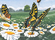 carta Carta personalizzata con soggetto -butterflies- per stampanti laser & inkjet. Formato a4 (21x29,7 cm), 95gr x mq, personalizzata a tema DEC653x100