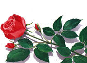 carta Carta personalizzata con soggetto -rose- per stampanti laser & inkjet. Formato a4 (21x29,7 cm), 95gr x mq, personalizzata a tema.