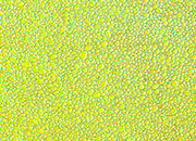 carta Carta personalizzata tinta unita -emerald- per stampanti laser & inkjet. Formato a4 (21x29,7 cm), 95gr x mq, personalizzata a tema DEC804S