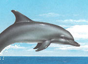 carta Carta personalizzata con soggetto -dolphins- per stampanti laser & inkjet. Formato a4 (21x29,7 cm), 95gr x mq, personalizzata a tema.