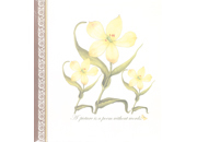 gbc Album foto con 10 cartoncini adesivi + acetato trasparente. Formato 32x33.5cm LEB2462a20.