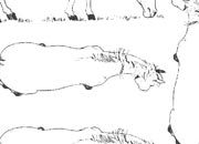 trasferibilir41 Cavalli, NERO. Trasferelli-Trasferibili R41 in fogli 9x25cm .