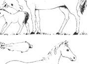 trasferibilir41 Cavalli, NERO. Trasferelli-Trasferibili R41 in fogli 9x25cm R41GRA420N.