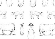 trasferibilir41 Bovini e suini, NERO. Trasferelli-Trasferibili R41 in fogli 9x25cm R41GRA421N.