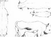 trasferibilir41 Bovini, NERO. Trasferelli-Trasferibili R41 in fogli 9x25cm R41GRA422N.