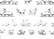 trasferibilir41 Animali vari, NERO. Trasferelli-Trasferibili R41 in fogli 9x25cm R41GRA424N.