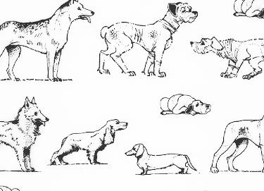 trasferibilir41 Cani e ovini, NERO. Trasferelli-Trasferibili R41 in fogli 9x25cm R41GRA426N.