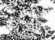 trasferibilir41 Alberi in alzato, NERO. Trasferelli-Trasferibili R41 in fogli 9x25cm. p. 339 R41GRA609n.