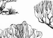 trasferibilir41 Alberi in alzato, NERO. Trasferelli-Trasferibili R41 in fogli 9x25cm. p. 341 R41GRA610n.