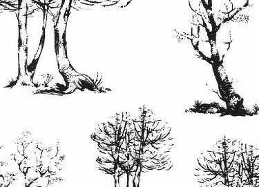 trasferibilir41 Alberi in alzato, NERO. Trasferelli-Trasferibili R41 in fogli 9x25cm R41GRA611N.