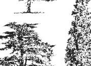 trasferibilir41 Alberi in alzato, NERO. Trasferelli-Trasferibili R41 in fogli 9x25cm R41GRA612N.