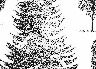 trasferibilir41 Alberi in alzato, NERO. Trasferelli-Trasferibili R41 in fogli 9x25cm R41GRA613N.