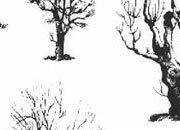 trasferibilir41 Alberi in alzato, NERO. Trasferelli-Trasferibili R41 in fogli 9x25cm. p. 341 R41GRA615n.