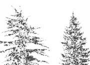 trasferibilir41 Alberi in alzato, NERO. Trasferelli-Trasferibili R41 in fogli 9x25cm R41GRA616N.