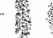 trasferibilir41 Alberi in alzato, NERO. Trasferelli-Trasferibili R41 in fogli 9x25cm. p. 340 R41GRA618n.