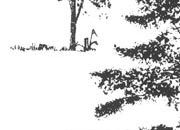 trasferibilir41 Alberi in alzato, NERO. Trasferelli-Trasferibili R41 in fogli 9x25cm. p. 340 R41GRA619n.