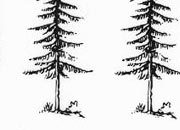 trasferibilir41 Alberi in alzato, NERO. Trasferelli-Trasferibili R41 in fogli 9x25cm. p. 340 R41GRA621n.