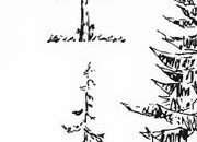 trasferibilir41 Alberi in alzato, NERO. Trasferelli-Trasferibili R41 in fogli 9x25cm. p. 340 R41GRA622n.