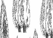 trasferibilir41 Alberi in alzato, NERO. Trasferelli-Trasferibili R41 in fogli 9x25cm R41GRA623N.