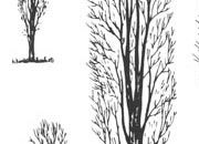 trasferibilir41 Alberi in alzato, NERO. Trasferelli-Trasferibili R41 in fogli 9x25cm. p. 340 R41GRA624n.