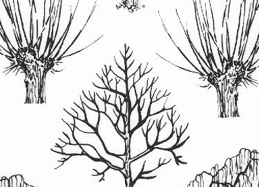 trasferibilir41 Alberi in alzato, NERO. Trasferelli-Trasferibili R41 in fogli 9x25cm R41GRA625N.