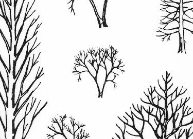 trasferibilir41 Alberi in alzato, NERO. Trasferelli-Trasferibili R41 in fogli 9x25cm R41GRA626N.