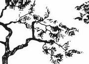 trasferibilir41 Alberi in alzato, NERO. Trasferelli-Trasferibili R41 in fogli 9x25cm. p. 341 R41GRA627n.