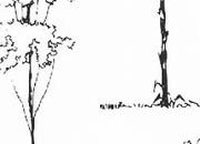 trasferibilir41 Alberi in alzato, NERO. Trasferelli-Trasferibili R41 in fogli 9x25cm. p. 341 R41GRA628n.