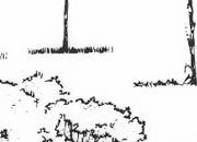 trasferibilir41 Alberi in alzato, NERO. Trasferelli-Trasferibili R41 in fogli 9x25cm. p. 341 R41GRA629n.