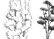 trasferibilir41 Alberi in alzato, NERO. Trasferelli-Trasferibili R41 in fogli 9x25cm. p. 341 R41GRA630n.