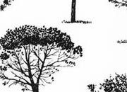 trasferibilir41 Alberi in alzato, NERO. Trasferelli-Trasferibili R41 in fogli 9x25cm. p. 340 R41GRA631n.