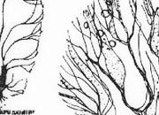 trasferibilir41 Alberi in alzato, NERO. Trasferelli-Trasferibili R41 in fogli 9x25cm. p. 342 R41GRA633n.