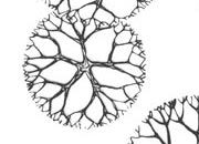 trasferibilir41 Alberi in pianta, NERO. Trasferelli-Trasferibili R41 in fogli 9x25cm. p. 339 R41GRA635n.