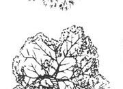 trasferibilir41 Alberi in pianta, NERO. Trasferelli-Trasferibili R41 in fogli 9x25cm. p. 338 R41GRA637n.