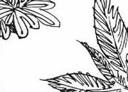 trasferibilir41 Alberi in pianta, NERO. Trasferelli-Trasferibili R41 in fogli 9x25cm. p. 338 R41GRA639n.