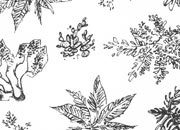 trasferibilir41 Alberi in pianta, NERO. Trasferelli-Trasferibili R41 in fogli 9x25cm R41GRA691N.