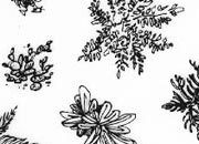 trasferibilir41 Alberi in pianta, NERO. Trasferelli-Trasferibili R41 in fogli 9x25cm. p. 338 R41GRA692n.