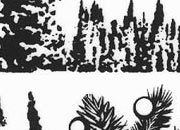 trasferibilir41 Abeti, NERO. Trasferelli-Trasferibili R41 in fogli 9x25cm. p. 236 .