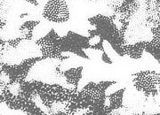 trasferibilir41 Stelle alpine, NERO. Trasferelli-Trasferibili R41 in fogli 9x25cm .