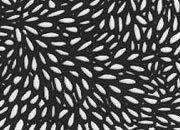 trasferibilir41 Fondi, NERO. Trasferelli-Trasferibili R41 in fogli 9x25cm. p. 230 .