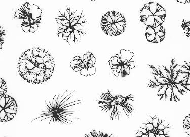 trasferibilir41 Siepi-Cigi, NERO. Trasferelli-Trasferibili R41 in fogli 9x25cm .