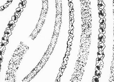 trasferibilir41 Siepi-Cigi, NERO. Trasferelli-Trasferibili R41 in fogli 9x25cm .