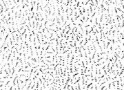 trasferibilir41 Trame Autoadesive, , NERO. In fogli 25x35cm T3 Adexplan, pellicola di acetato trasparente spessore 38 microns autoadesiva. Su T3 si scrive, si trasferisce, si colorA R41T33914N